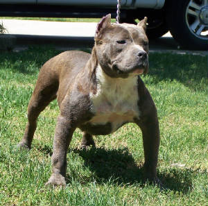 dogs0410106.jpg